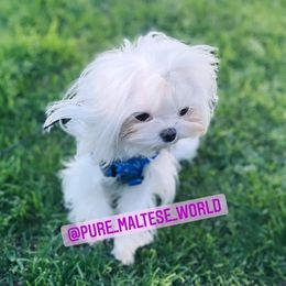 Titi - Maltese