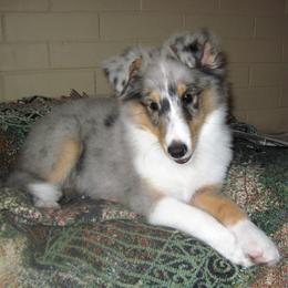 Shetland Sheepdog Puppies from Fancypants Shetland Sheepdogs