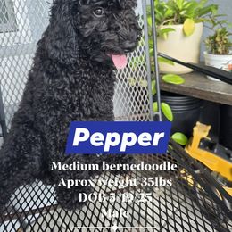 Pepper Jack boy 4 - Black male Bernedoodle puppy in Tampa, Florida from TOP NOTCH PUPS- BERNEDOODLE BREEDER