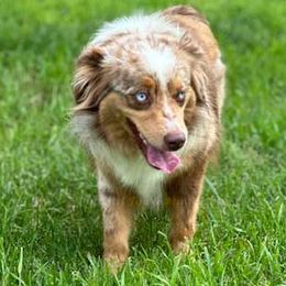 Bailey - Miniature American Shepherd