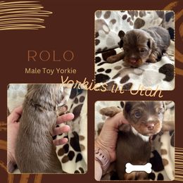 Yorkshire Terrier Puppies from Yorkies in Utah