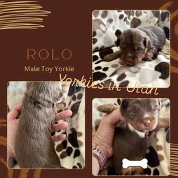 Yorkshire Terrier Puppies from Yorkies in Utah