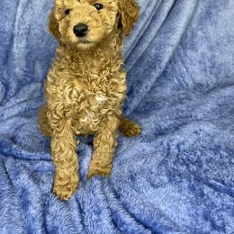 Goldendoodle Puppies from DeBerrys Doodles