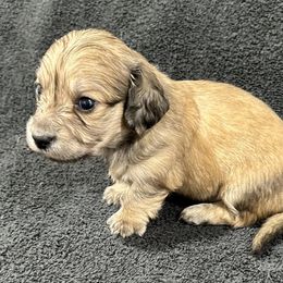 Emerson - Cream male Dachshund puppy in Little Rock, Arkansas from Divine Doxies