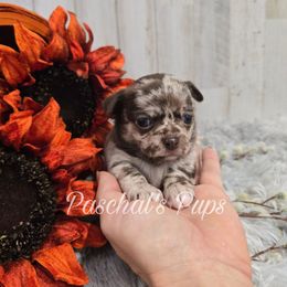 Thai - Merle female Chihuahua puppy in Bowdon, Georgia from Paschal's Pups