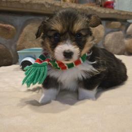 Girl 3 - Black and tan female Pembroke Welsh Corgi puppy in Necedah, Wisconsin from The 6Ks Paws and Hobbies
