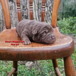 Will - Brown male Chinese Shar-Pei puppy in Minden, Louisiana from Zoey's Waggly Tails