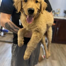 Goose - Golden male Golden Retriever puppy in Montrose, Michigan from Spraggins Sweet Acres
