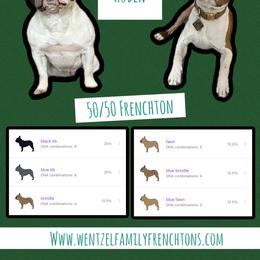 Companion Cross puppies from Wentzel Family Frenchtons