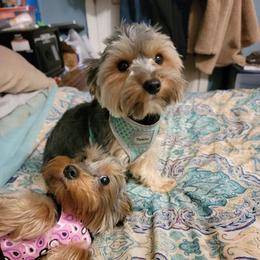 Yorkshire Terriers from Small and Mighty Yorkies
