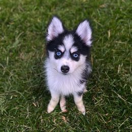 Chai - Black and white female Pomsky puppy in Campton Hills, Illinois from Urban Miracle’s