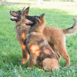 Belgian Tervuren Puppies from Coyote Run Tervuren