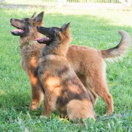Belgian Tervuren Puppies from Coyote Run Tervuren