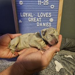 Boy 2 - Merle Great Dane puppy in Ohio from Loyal-Loves Great Danes