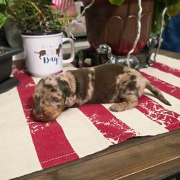 Brioche - Dapple male Dachshund puppy in Castalia, North Carolina from Short Stuff Doxies