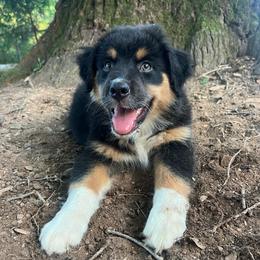Sasha - Black tri-color female Australian Shepherd puppy in Scottsville, Virginia from Cedar Creek Aussies
