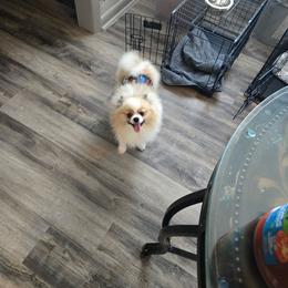Maverick - Pomeranian