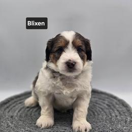 Blixen- Black collar - Grey and white male Bernedoodle puppy in Summerville, South Carolina from Channys Doodles