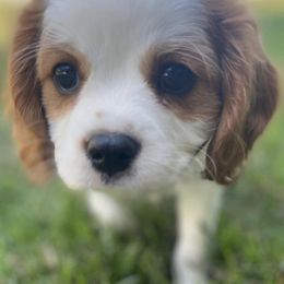 Cavalier King Charles Spaniels from K&K Kennels