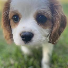 Cavalier King Charles Spaniels from K&K Kennels