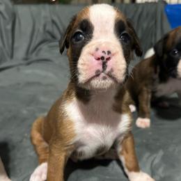 Maverick - Fawn male Boxer puppy in Kennewick, Washington from East River Boxers