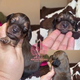 Mike - Red male Dachshund puppy in Hornbeck, Louisiana from A&Z Mini Dachshunds