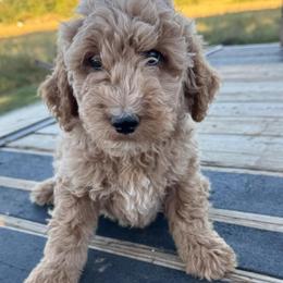 Dark blue boy - Red  male Goldendoodle puppy in Vian, Oklahoma from Dog Days Doodles