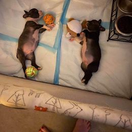 Boston Terrier Puppies from The Christian Bostons