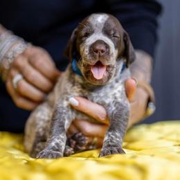 Blue Boy - Liver and white male German Shorthaired Pointer puppy in Bryan, Texas from Ehrenvogel and Bessdach Kennels