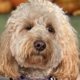 Goldendoodles from Momma’s Mini Goldendoodles