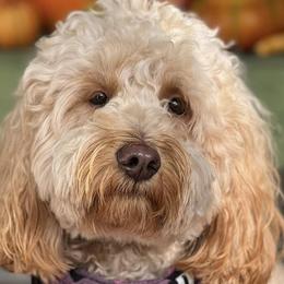 Goldendoodles from Momma’s Mini Goldendoodles