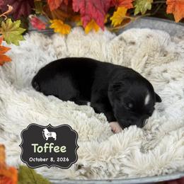 Toffee - Black tri-color male Australian Shepherd puppy in El Dorado Springs, Missouri from OR Aussies