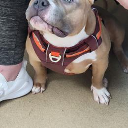 Nani - American Bully