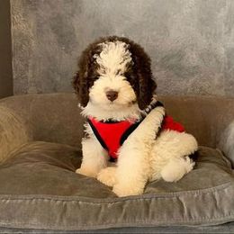 Bernedoodle Puppies from Natchez Trace Doodles
