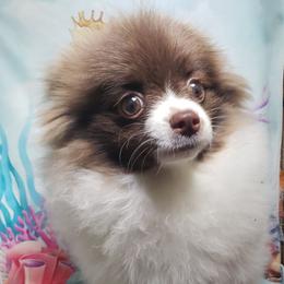 Rose - Chocolate parti female Pomeranian puppy in Weatherford, Texas from Jeweled Poms