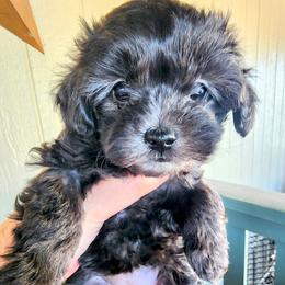 Kitty--Solid Black - Black female Havapoo puppy in Parks, Arkansas from BAK Home Pups