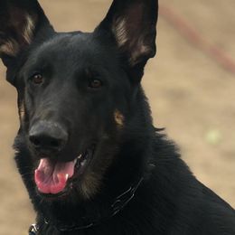 Belgian Malinois and German Shepherds from BlueStone K9