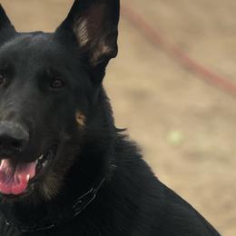 Belgian Malinois and German Shepherds from BlueStone K9