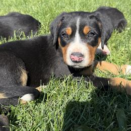 Teal girl - Black, white and red female Greater Swiss Mountain Dog puppy in Woodland, Washington from Woodland Swissie’s