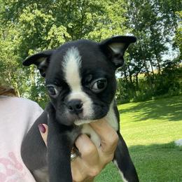 Quint - Black and white male Boston Terrier puppy in Fillmore, Illinois from Wind Hill Puppies