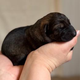Girl 1 - Sable female German Shepherd puppy in Ashland, Alabama from CzechDDR