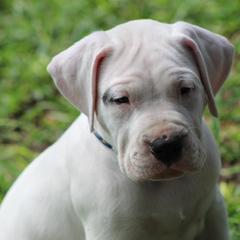 Dogo Argentino and Greyhound Puppies from Wayward Dogos and Hounds