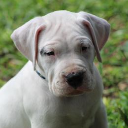 Dogo Argentino and Greyhound Puppies from Wayward Dogos and Hounds