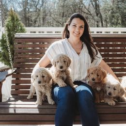 Goldendoodle Puppies from Hilltop Mini and Teddy Bear Doodles