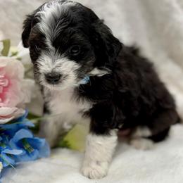 Blue collar toy - Black tri-color male Aussiedoodle puppy in 32046, Florida from River Hill Ranch