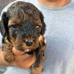 Cedar (Pink collar boy) - Chocolate male Cavapoo puppy in Eagle Mountain, Utah from Liberty Farms Puppies