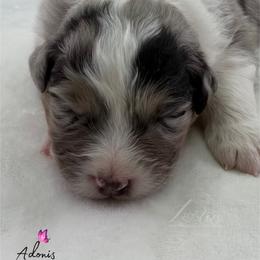 Adonis - Blue merle female Australian Shepherd puppy in Jonesborough, Tennessee from Lotus Australian Shepherds