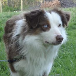Border Collie All Grown Up from Little  Foxx Farms