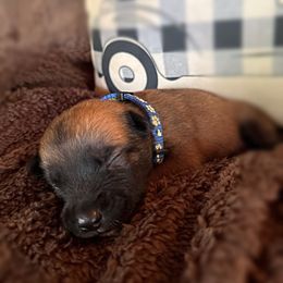 Jazmine - Fawn female Belgian Malinois puppy in Linwood, Michigan from Gillis Malinois