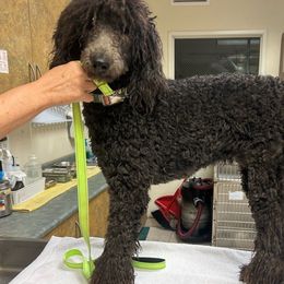 Lady - Poodle